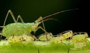 Все про вирощування високоврожайного агрусу Командор