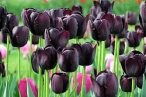 Якого кольору бувають тюльпани: назви й фото сортів від звичного червоного до рідкісного чорного