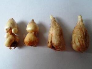 Фрезія — посадка й догляд у відкритому грунті