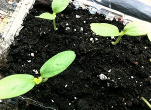 Посадка дині на розсаду — відповіді на хвилюючі питання про посіві насіння в домашніх умовах