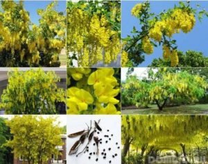 Садовий чагарник бобовник (золотий дощ): посадка і догляд в Підмосковї, поради по вирощуванню на дачній ділянці