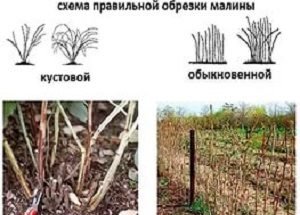 Як здійснюється обрізка малини восени: поради для початківців