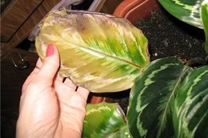 Вирощування ніжною тропічної маранти в домашніх умовах