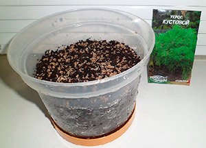 Як виростити кріп вдома на підвіконні: вибір сорту і грунту, поради по посадці та догляду