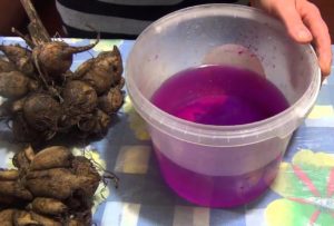 Особливості зберігання бульб жоржин в зимовий час