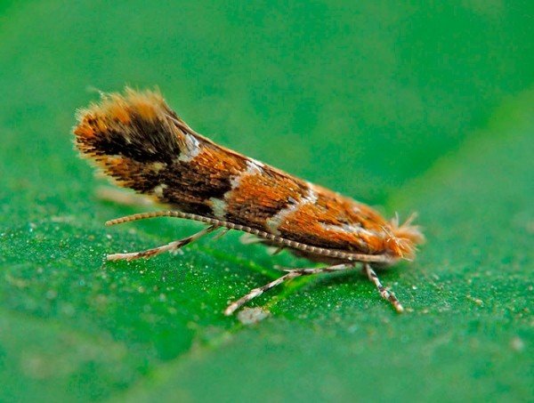 Мінуюча міль: представляємо портрети шкідників