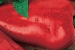 Опис сортів перцю для теплиці з полікарбонату: для початківців і досвідчених садівників