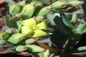 Каланхое: правильний догляд за рослиною в домашніх умовах