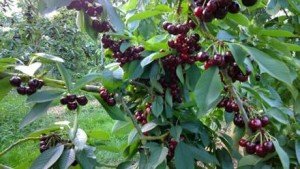 Опис сорти чорної черешні з високою врожайністю Ленінградська: посадка і догляд