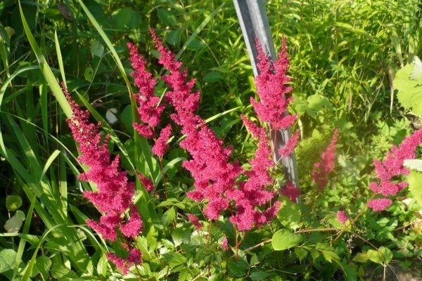 Декоративна садова рослина астильба: популярні сорти з фото та описом