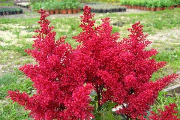 Астильба в ландшафтному дизайні саду — багатоликий чагарник для оформлення квітника