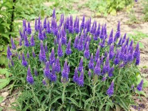 Ніжний квітка Вероніка у вашому саду: різноманітність сортів з описом і барвистими фотографіями