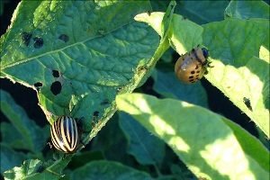 Голландський сорт картоплі Ред Скарлет: характеристика, фото і відгуки