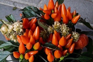 Маленьке диво у вас вдома: особливості посадки декоративного перцю і опис сортів