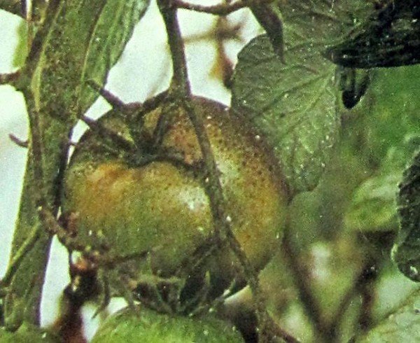 Як позбутися від білокрилки на томатах в теплиці