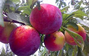 Зливу колоновидна: опис і характеристики кращих сортів