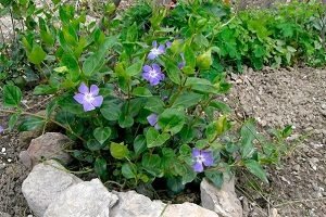 Барвінок — посадка й догляд у відкритому грунті