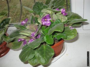 Що робити, якщо не цвіте фіалка: причини відсутності суцвіть і дієві способи стимулювання зростання