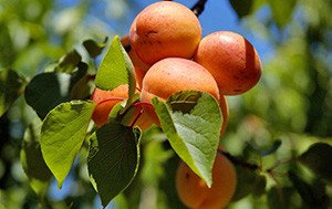 Вирощування абрикоса в Підмосковї: вибір сортів, посадка і догляд за саджанцями