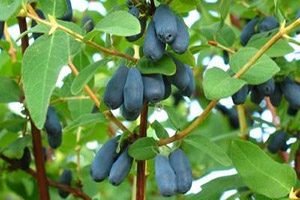 Які сорти жимолості найсолодші: характеристики скоростиглих, середньостиглих і пізніх сортів