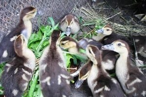 Що їдять индоутки: рекомендації по харчуванню свійської птиці