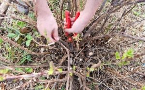 Все про вирощування високоврожайного агрусу Командор