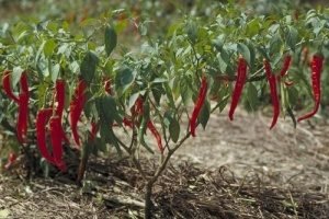 Вибираємо насіння перців: огляд кращих сортів для відкритого грунту