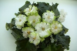 25 фото найбільш красивих і яскравих представниць ніжних фіалок