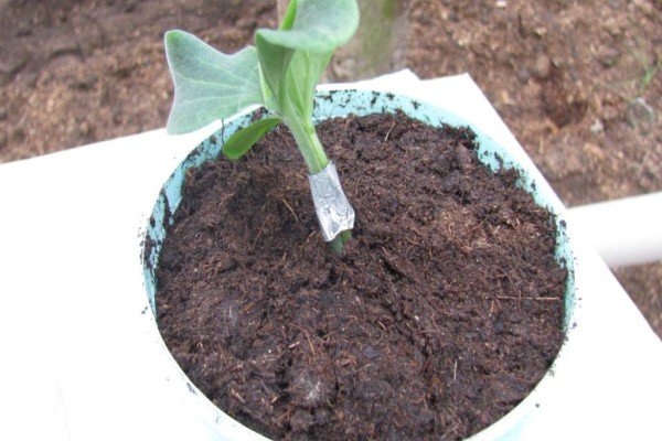 Щеплення дині на гарбуз: ефективні методи, техніка їх проведення та результат