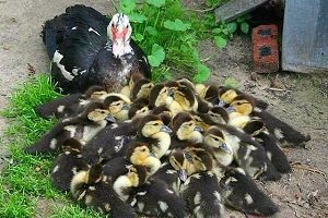 Индоутки — розведення зміст догляд в домашніх умовах