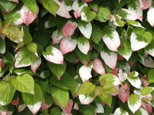 Багаторічні ліани для прикраси саду та дому: барвисті фото, назви та опис видів