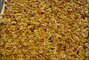 Чорнослив або сушена слива: способи сушіння в домашніх умовах і корисні властивості