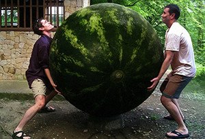 Найбільший кавун в світі: рекордсмени різних країн з вирощування гігантських ягід