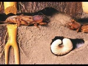 Капустянка і її личинка: опис, фото і дієві методи боротьби з комахою