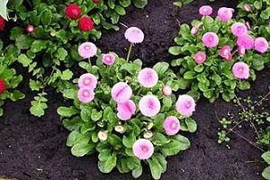 Перлинні маргаритки – дивна прикраса ландшафту