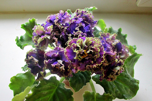 25 фото найбільш красивих і яскравих представниць ніжних фіалок