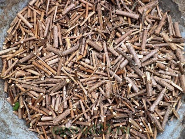 Як боротися з медведкою: народні методи