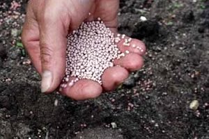 Полуниця Лорд: опис сорту, фото, відгуки і поради по вирощуванню