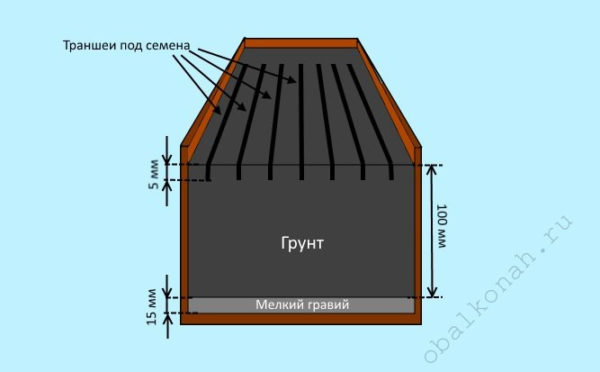 Домашня полуниця: вирощуємо за 10 кроків