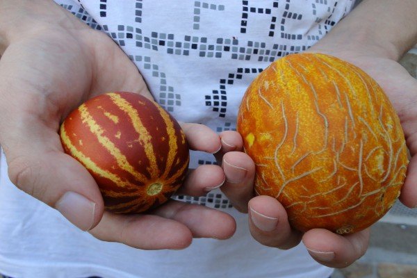 Вєтнамська диня — запашні плоди з високим відсотком врожайності