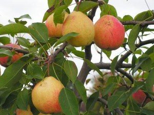 Опис елітних літніх сортів груші: Видна, Красуля, Кафедральна