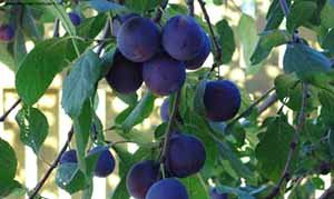 Якими корисними і шкідливими властивостями володіє зливу: особливості і сфери застосування