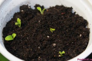 Гербера: красивий і яскравий багаторічник для Вашого саду