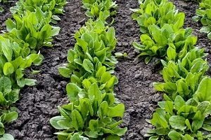 Унікальний щавель — його властивості і способи застосування