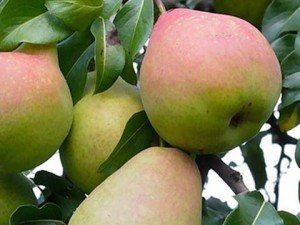 Сорт груші Мармурова: опис цікавого сорту донора, придатного для одержання нових видів груш