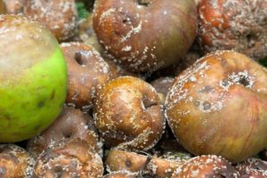 Сонник Гнилі Яблука: збирати, красти у сні бачити до чого сниться? Сонник Гнилі Яблука: збирати, красти у сні бачити до чого сниться?