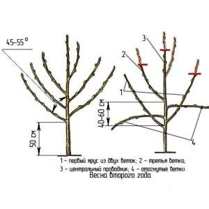 Опис сорти ранньої черешні Валерій Чкалов: вибір саджанців та правила посадки