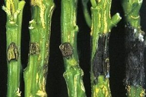 Монтбреция – шафрановий аромат або невизнаний гладіолус