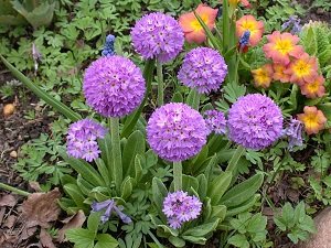 Як виростити багаторічник для дачі, цвіте все літо: особливості посадки і догляду, фото і відео інструкція