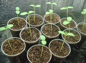 Вирощування дині на дачній ділянці: способи посадки, вибір сорту та догляд за рослиною